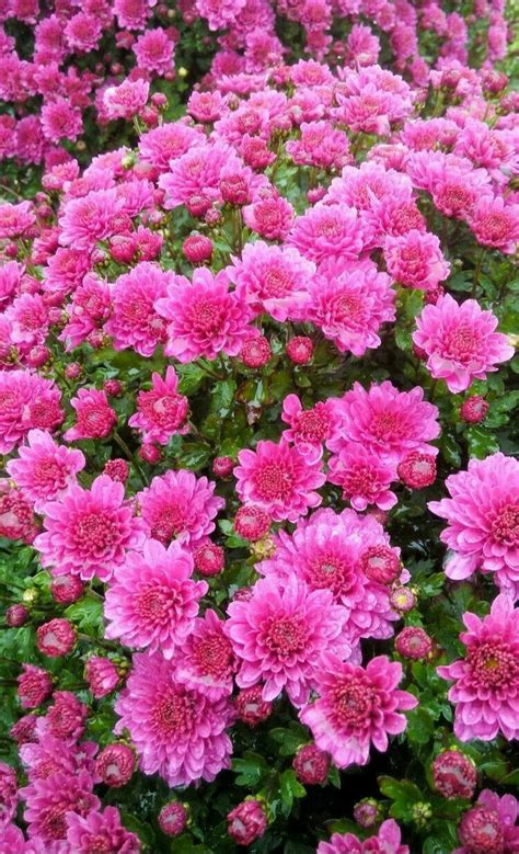 I colori, le forme ed i profumi che in questa sezione troverete una serie di immagini di fiori bellissimi , esempio della rara bellezza che. Pin su Immagini di fiori