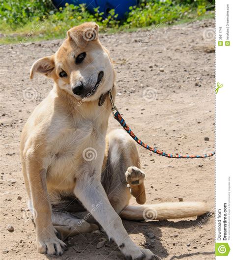 Cane cremoso che graffia un prurito