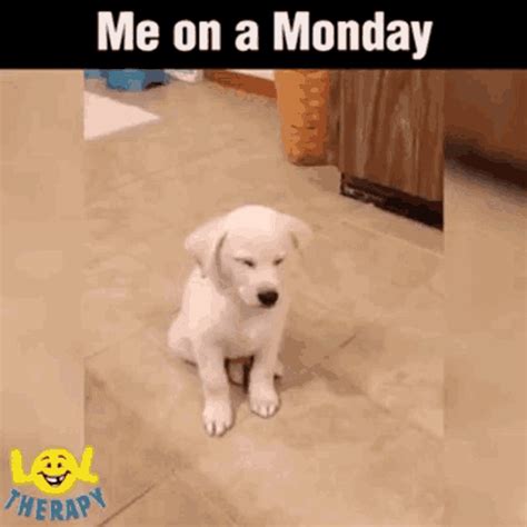 Me On Monday Cute  Me On Monday Cute Dog Discover And Share S