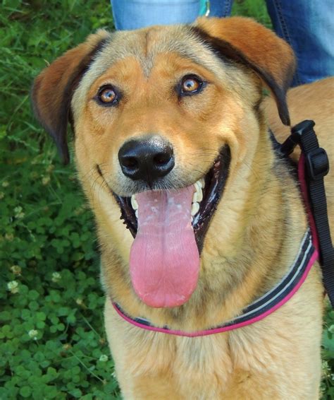Welcome to the humane society of vilas county! Adoptable Dogs and Cats at Petsmart Saturday, June 14 ...