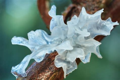 A study in mice concluded that following uv exposure, skin structural changes lessened including collagen damage, in the presence of tremella fuciformis. White jelly fungus (Tremella fuciformis) | This semi ...