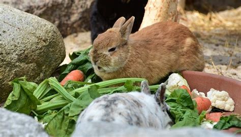 They require a balanced diet of hay, fresh veggies and fruit, and a few pellets. Can Rabbits Eat Beetroot Leaves? | Rabbit diet, Pet rabbit ...