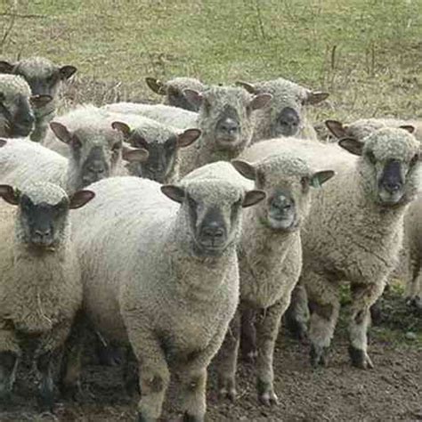 ⋆ Shropshire Sheep Characteristics Origins Uses And Breed