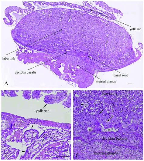 Histological Structure Of Rat Placenta At Day 21 Of Pregnancy