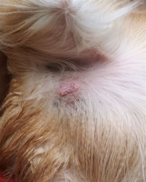 What Does A Cancerous Lump On A Dog Look Like