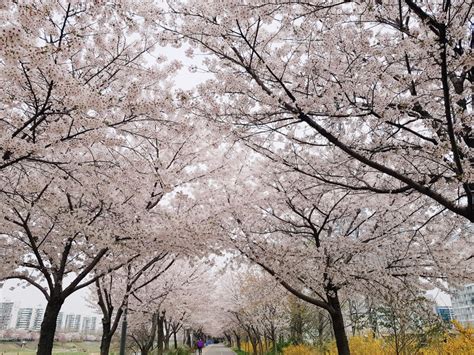 Arex Spring In Korea Anyangcheon Stream Cherry Blossom Road