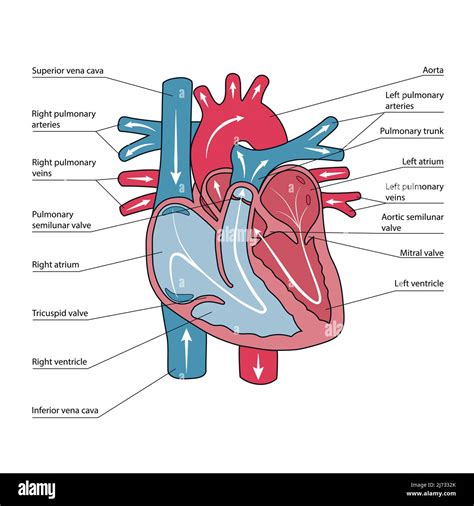 Esquema Anatómico Del Corazón Humano Direcciones Del Flujo Sanguíneo