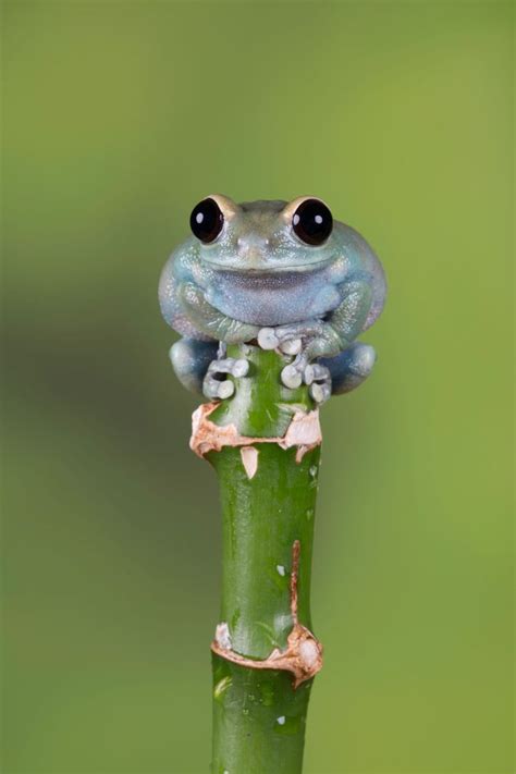 On Top By Val Saxby Cute Reptiles Frog Pictures Frog