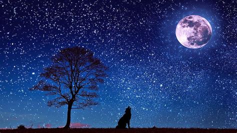 Full Moon Silhouette Wolf Howling Moonlight Stars Starry Night Hd