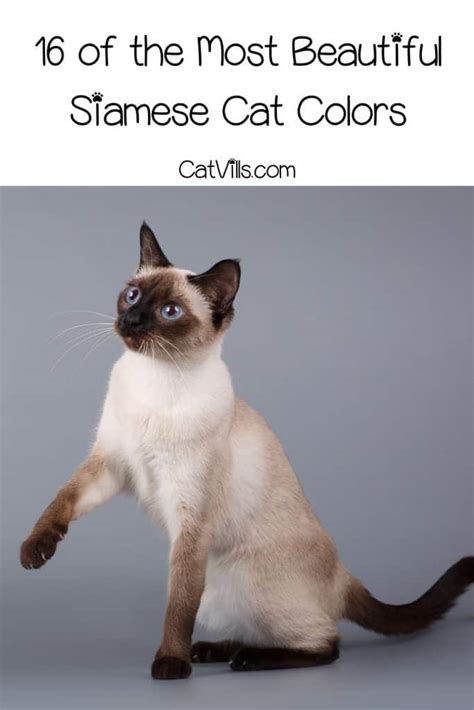 16 Siamese Cat Colors Revealed From Traditional To Modern
