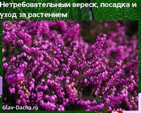 Верест, багун, подбрусничник, рыскун, липица. Кустарник вереск - посадка и уход в открытом грунте, горшке