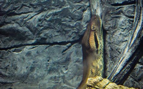 Caldwell Zoo Expands Exhibit For Ana The Anaconda Reptile House To
