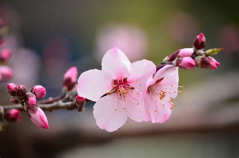 Wallpaper Japan Garden Branch Cherry Blossom Nikon Pink Spring