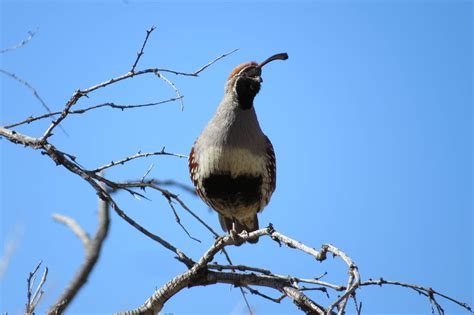 Pet birds of all types can benefit from the branches, leaves and stems of wild plants and trees. Nevada-California desert 'half empty' of birds after ...