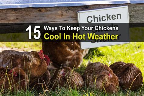 15 Ways To Keep Your Chickens Cool In Hot Weather Chickens Chickens