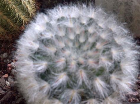 Every cactus is different, and has its own requirements for water, soil, and sun. more cacti for id - CactiGuide.com