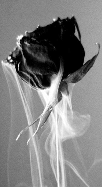 Black rose black backgrounds black roses wallpaper dark flowers black flowers dark photography aesthetic wallpapers black black aesthetic slytherin aesthetic timothee chalamet tim tam timmy t the marauders black sisters regulus black all the young dudes. Pin by Dixen Rose on GoTh ArT | Black roses wallpaper ...