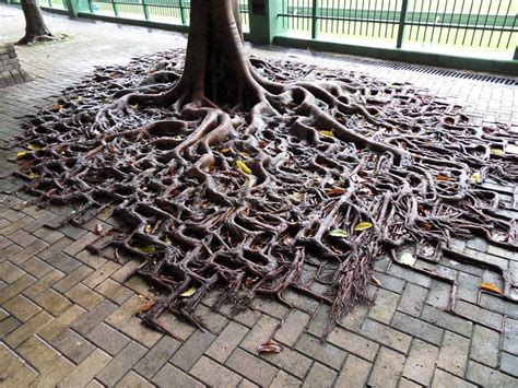 Nature Always Finds A Way 15 Pics