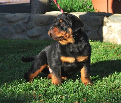 How Much Does A Rottweiler Puppy Cost