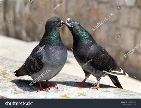 Pigeons Kissing Stock Photo 1090202567 Shutterstock