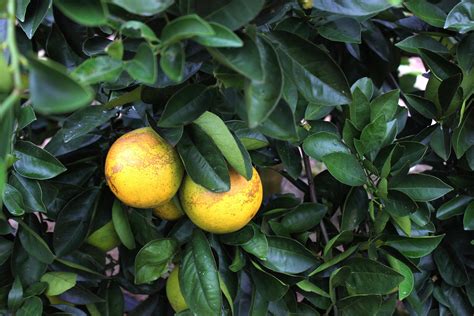 Organic Solutions To Citrus Greening Sought Citrus Industry Magazine
