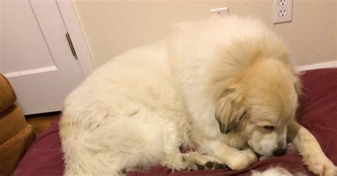 Great Pyrenees Rescue Society News And Events Grooming Tips