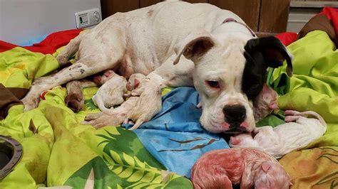 Dog Giving Birth Rescued From Side Of Road In Lancaster County