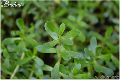 According to ayurveda, brahmi hair oil can be used to maintain a healthy scalp and form a natural preventative against the dandruff and flaking. 5 Top Benefits & Uses Of Brahmi Oil For Hair Growth ...