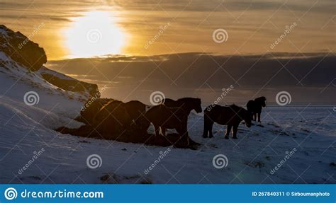 Silhouettes Of A Herd Of Icelandic Horses Eating Grass With The Snowy
