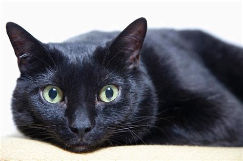 Breed Info And Facts Bombay Cat