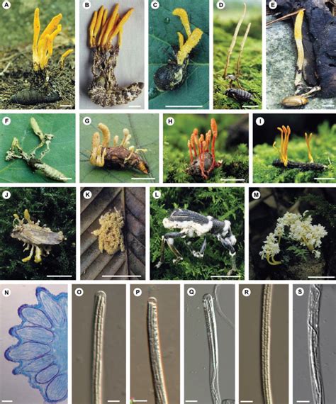 Am Representative Species Of Cordyceps And Its Allies In