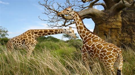 Giraffe in African - Wallpaper - animals - Faxo