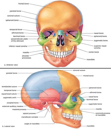 Skull bones your skull is comprised of 22 different bones. Medical and Health Science: Anatomy of Skull