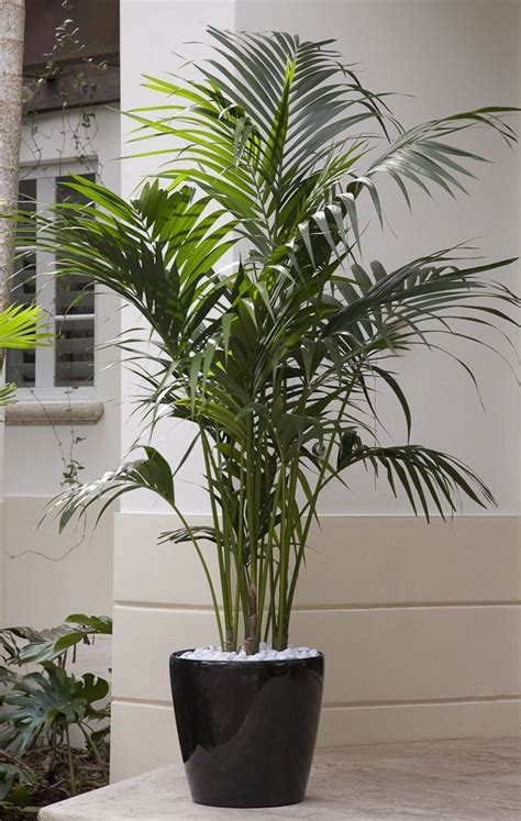 How To Grow Palms Artificial Plants Decor Patio Plants Plants