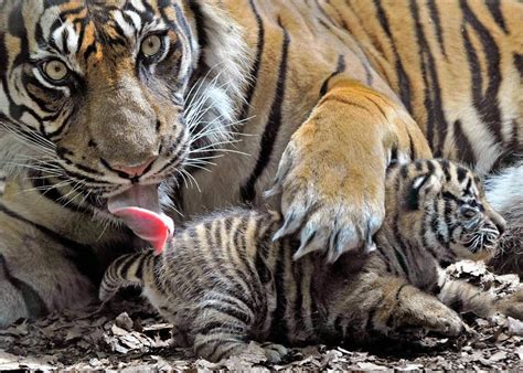 Es ist im bauch schön dunkel und das ist besonders angenehm für die kleinen babyaugen. Tigerbaby im Zoo Frankfurt - Neues für Kinder - Badische ...