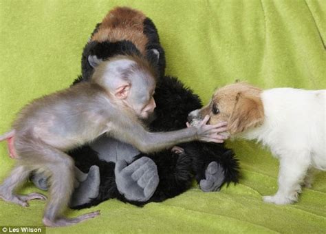 Видео monkey kissing goska канала polish dr dolittle. Abandoned baby chimp adopted by wildlife expert and his pet dogs | Daily Mail Online