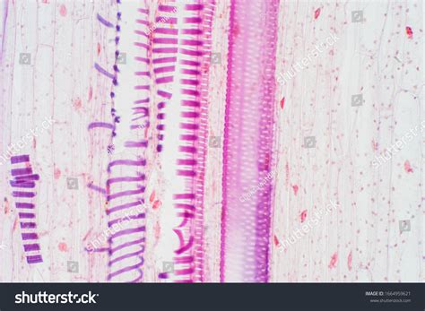 Plant Vascular Tissue Under Microscope View Stock Photo 1664959621