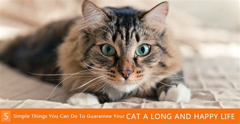 Can you freeze simple syrup? 5 Simple Things You Can Do To Guarantee Your Cat A Long ...