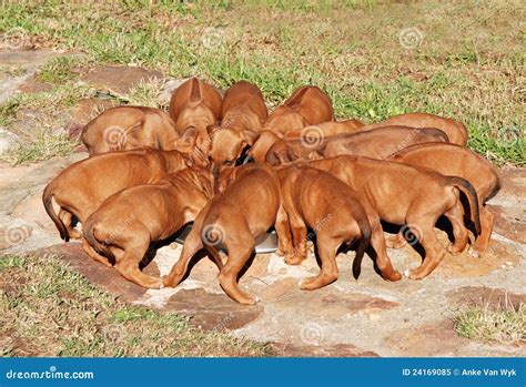 Litter Of Puppies Stock Image Image Of Purebred Eating 24169085