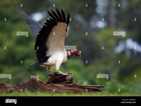 Colorful Scavenger King Vulture Sarcoramphus Papa Largest Of The New