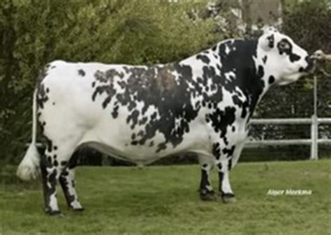 Normande - Quality Calves