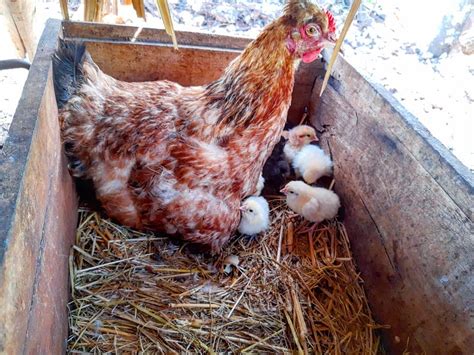 Gallina Cuidando De Sus Pollitos 🐣 Casa Del Agrónomo