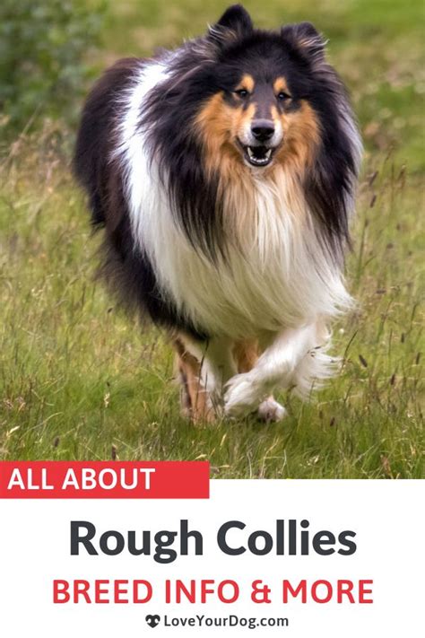 A Collie Dog Running Through The Grass With Text Overlay That Reads