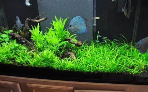 Lumut seringkali tumbuh menempel pada tanaman aquascape. 5 Jenis Tanaman Karpet Aquascape Terbaik - BibitBunga.com