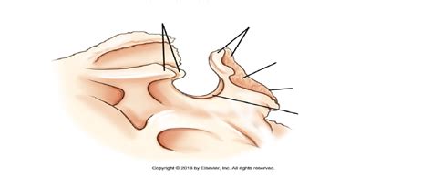 Sella Turcica Of Sphenoid Bone—lateral View Diagram Quizlet