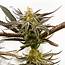 Buy Grandaddy Black Feminized Marijuana Seeds  HMG Strain