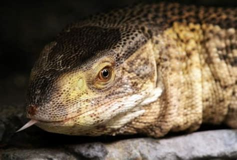 55 Pictures of Animals Showing Their Tongue - Tail and Fur