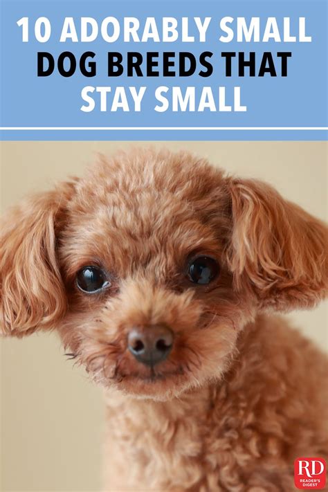 Small Dog Breeds That Stay Small Forever