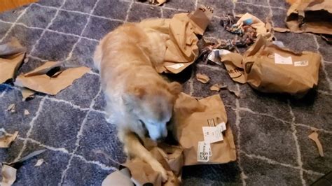 For an even faster experience, customers can tell us they are on their way using the prime now app and groceries will be ready as they arrive. Silly Dog Rolling Around In Shredded Paper Grocery ...