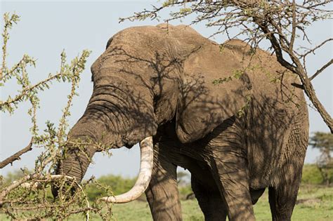 Foto De Elefante Comendo Uma Árvore E Mais Fotos De Stock De Animais De